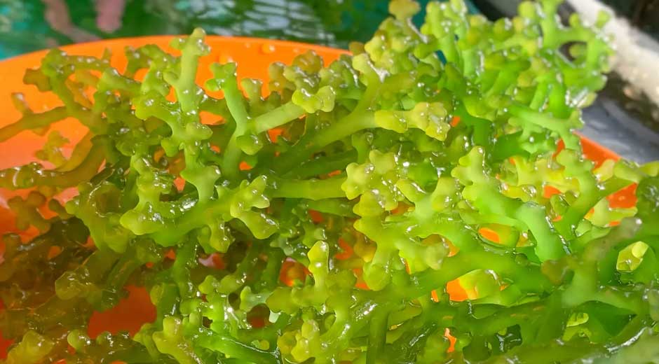 Smart & Healthy: Why Sea Moss Is A Student’s Best Friend