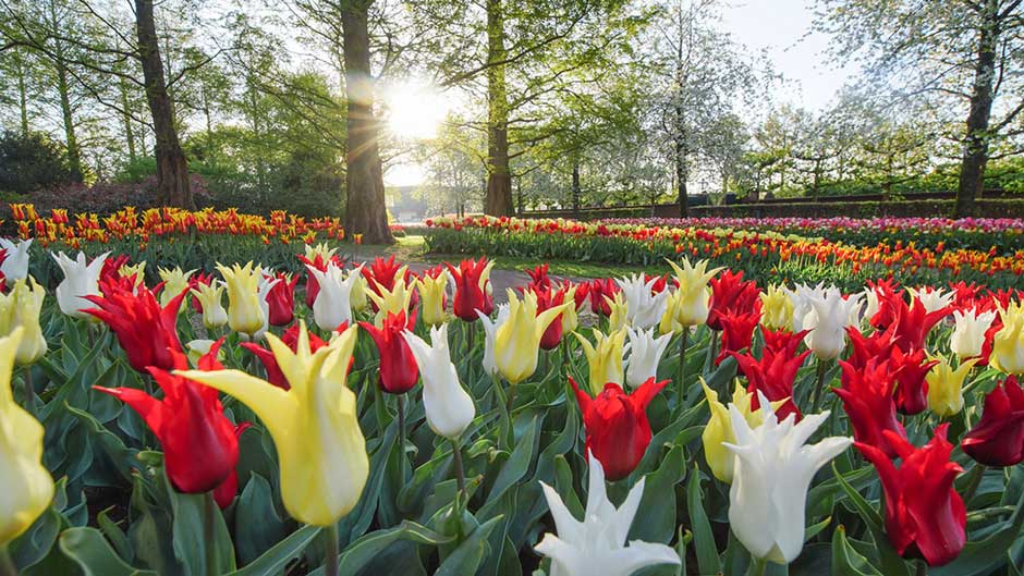 Flower Bouquet Tulips