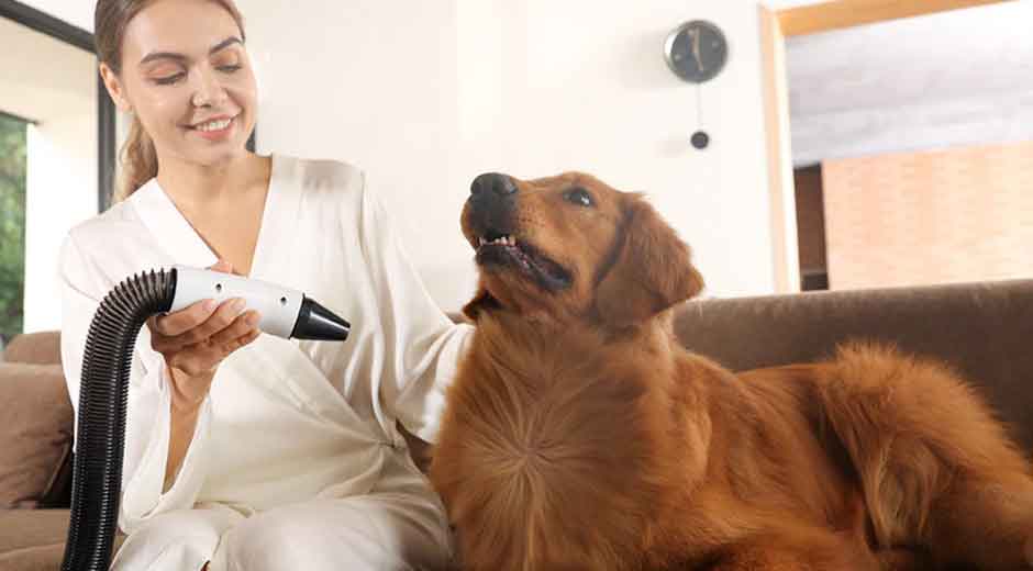 How High-Airflow, Low-Noise Dog Dryers Make Grooming Stress-Free
